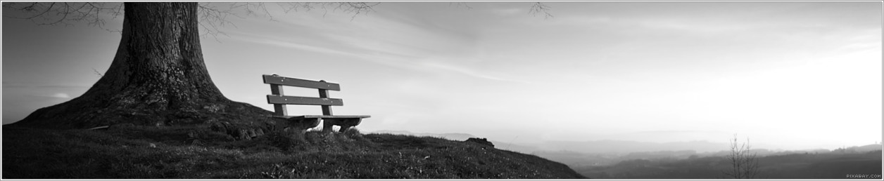 Auf einen Hügel steht ein Baum und davor befindet sich eine Bank.
