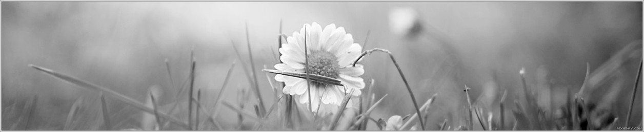 Ein Gänseblümchen.